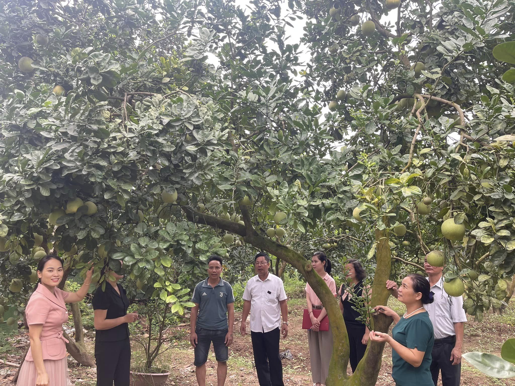 Phát huy vai trò của tổ chức Hội Nông dân trong công tác ủy thác vốn vay từ Ngân hàng Chính sách xã hội.